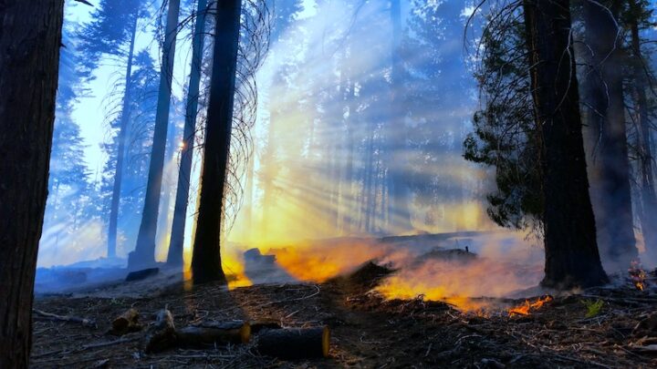 Smoke-filled sunlight filters through trees in a controlled burn area.