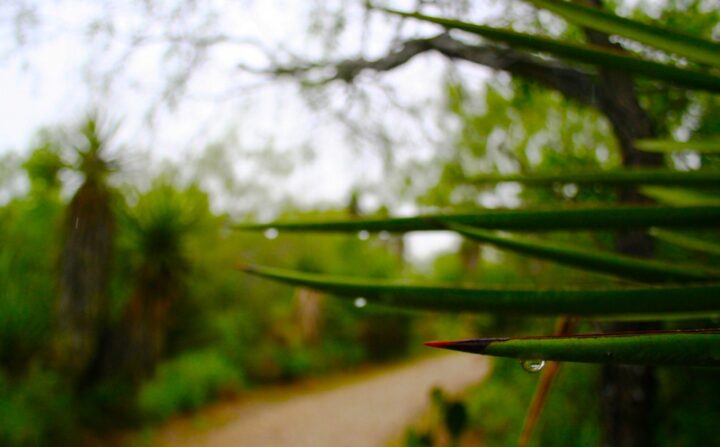 Close-up of a tough evergreen plant with long, sword-shaped leaves. Raindrops bead on the leaves. The background is blurred, showing a forest of yucca plants.