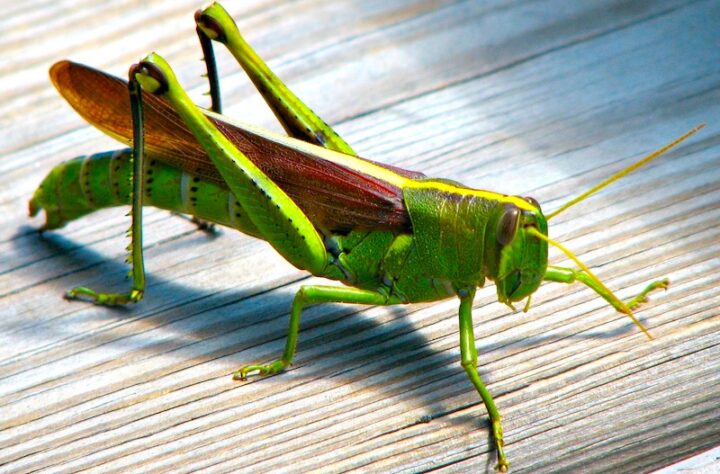 A bird grasshopper with leather-colored wings, green torso, head, and legs, standing on a piece of white wood.