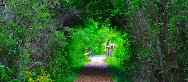 A path winding through a tunnel of green tree branches, with a wooden walking bridge visible further down the trail and more lush foliage surrounding the scene.