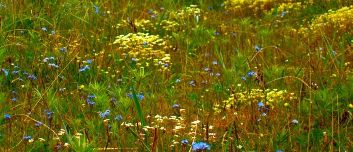 A meadow filled with vibrant summer wildflowers, predominantly yellow and blue, surrounded by green shrubbery.