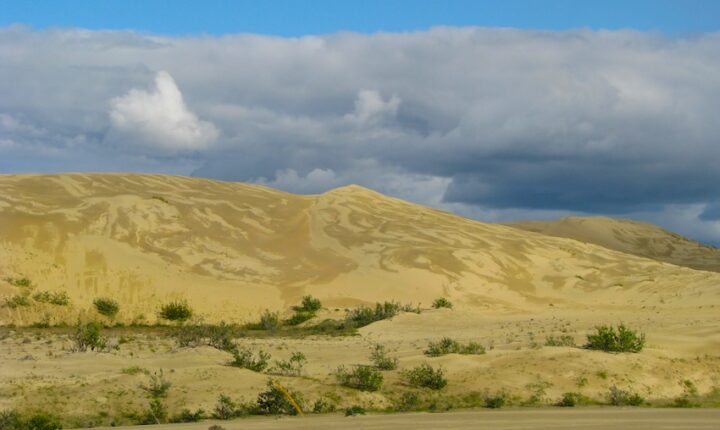 A sand dune with intricate wind-carved patterns, with desert brush in the foreground. The sky above is cloudy.