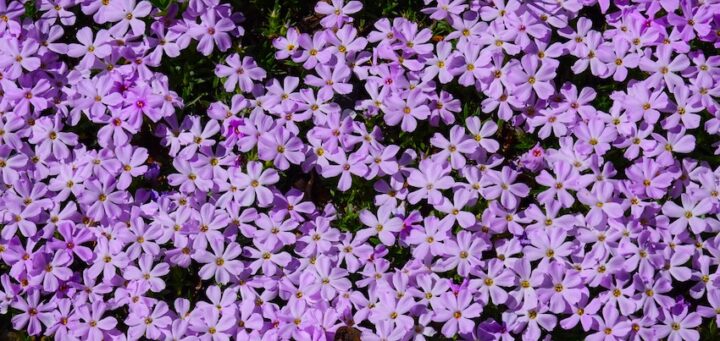 A cluster of lavender-colored Spreading Phlox flowers with five petals each, surrounded by linear, needle-like leaves, forming a dense mat close to the ground.