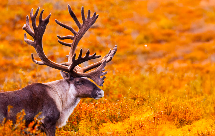 A large brown and white animal with impressive antlers stands amidst autumn foliage in Alaska, surrounded by vibrant yellow and orange plants.