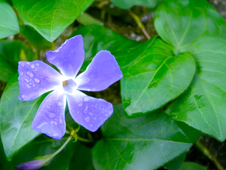 A purple Periwinkle flower adorned with dew drops, set against a backdrop of lush green leaves.