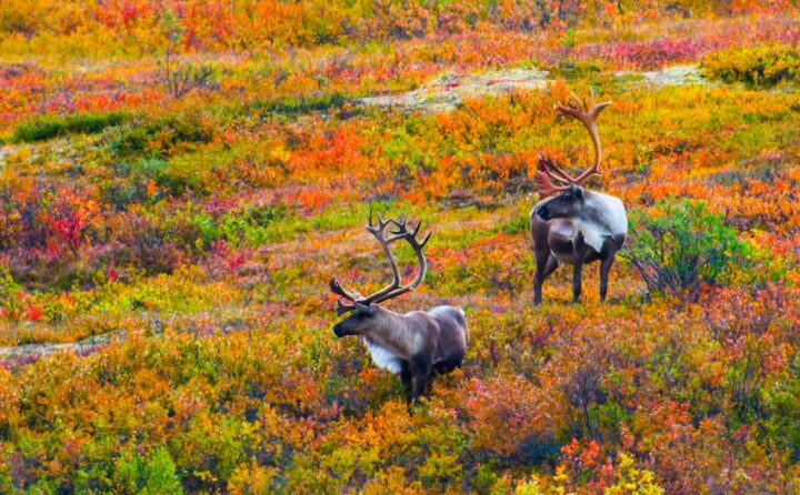 Two caribou with large antlers standing in a vibrant autumn landscape, surrounded by colorful bushes.