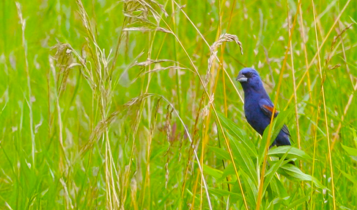 A dark-feathered bird with red markings on its wings perched on a plant amidst a lush green field.