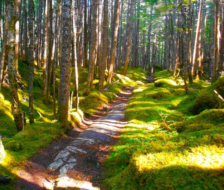 A rocky trail winding through grass covered terrain and surrounded by deciduous trees in Alaska.