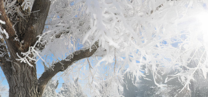 A frost-covered tree with snowy branches, set against a background of snow-covered trees and a clear blue sky.