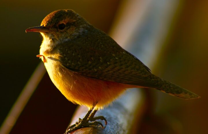 Close-up of a green and yellow bird perched on a branch, with a blurred background of brown and green hues.