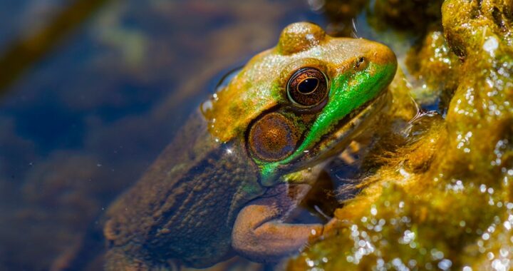 A brown and green frog emerging from the water, perched on an aquatic plant-covered shoreline.